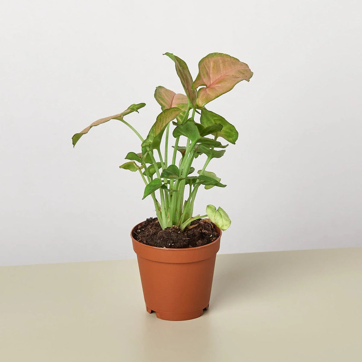 Syngonium 'Strawberry' Indoor Plant - Mental Houseplants™