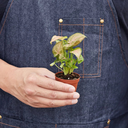 Syngonium 'Strawberry' Indoor Plant - Mental Houseplants™