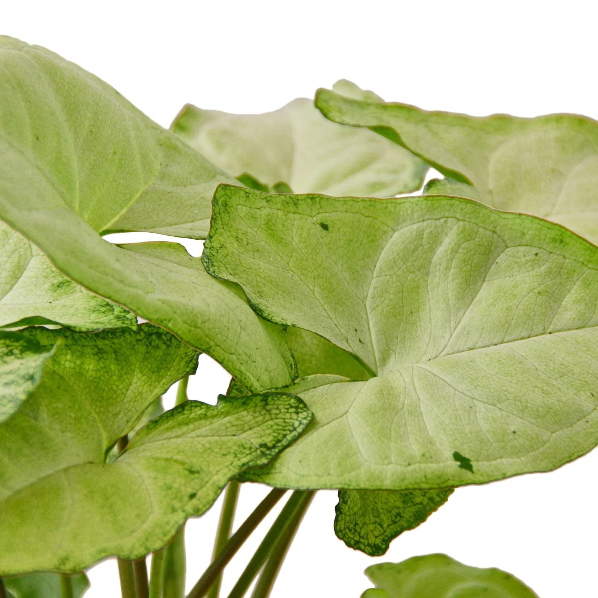 Syngonium 'White Butterfly' Indoor Plant - Mental Houseplants™