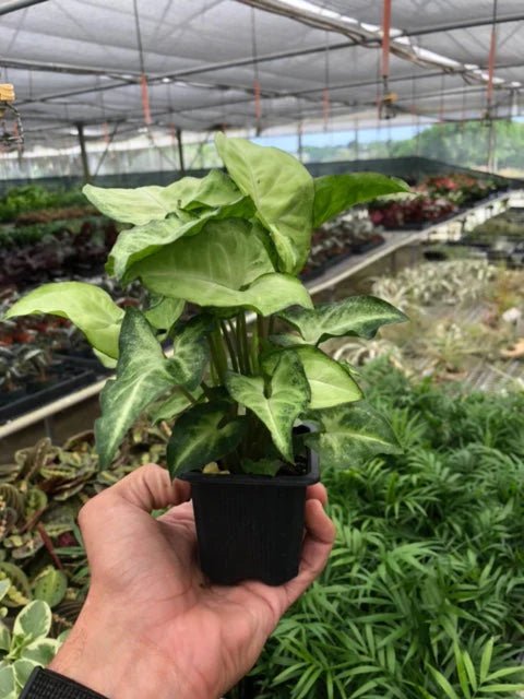 Syngonium 'White Butterfly' Indoor Plant - Mental Houseplants™