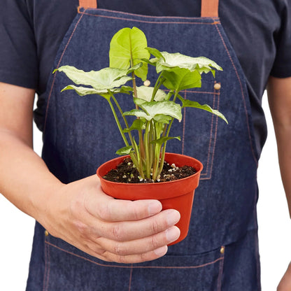 Syngonium 'White Butterfly' Indoor Plant - Mental Houseplants™