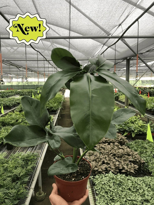 Thaumatophyllum 'Goeldii' Indoor Plant - Mental Houseplants™