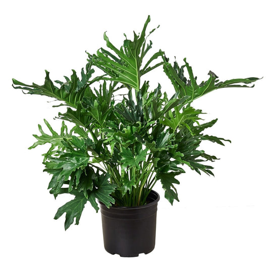 Thaumatophyllum ‘Lickety Split' Indoor Plant - Mental Houseplants™