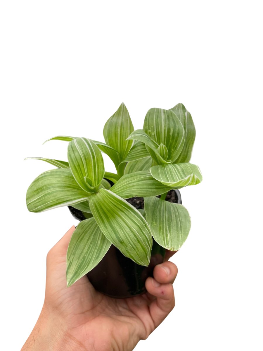 Tradescantia 'Inch Plant' Indoor Plant - Mental Houseplants™