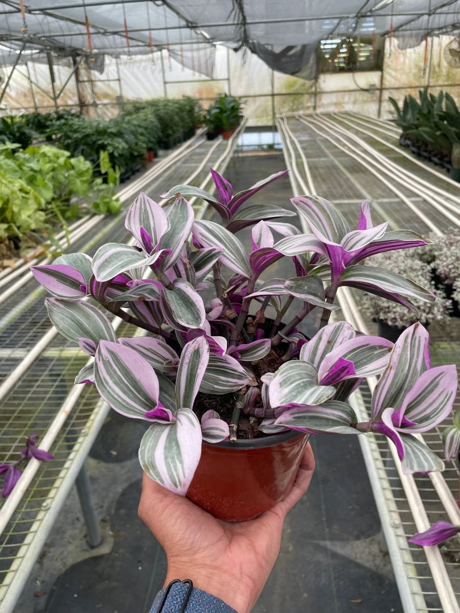 Tradescantia 'Nanouk' - Mental Houseplants™