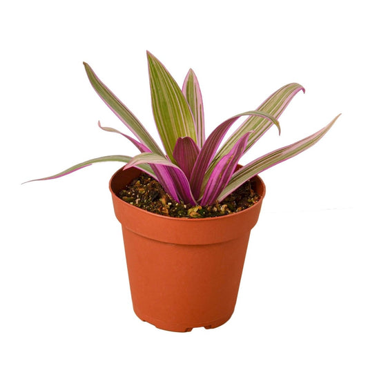 Tradescantia 'Oyster Plant' Indoor Plant - Mental Houseplants™