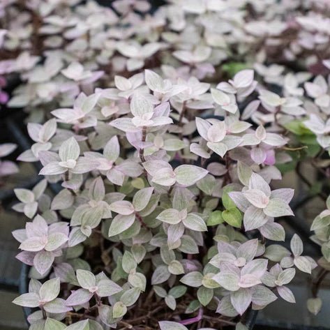 Tradescantia 'Pink Panther' Indoor Plant - Mental Houseplants™