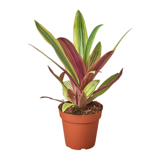 Tradescantia 'Sitara's Gold' Indoor Plant - Mental Houseplants™