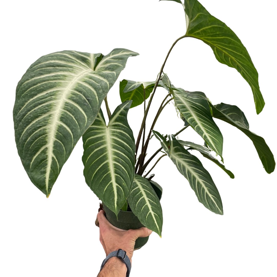 Xanthosoma 'Angel Wing' Indoor Plant - Mental Houseplants™