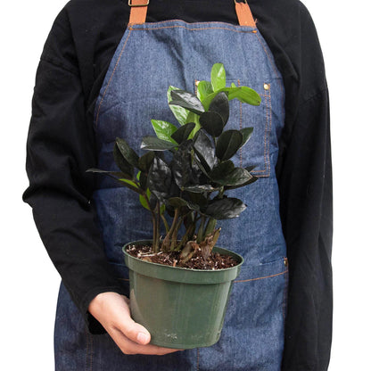 Zamioculcas 'Black Raven' Indoor Plant - Mental Houseplants™