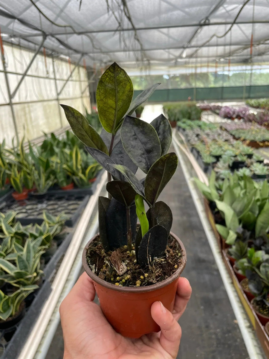 Zamioculcas 'Black Raven' Indoor Plant - Mental Houseplants™