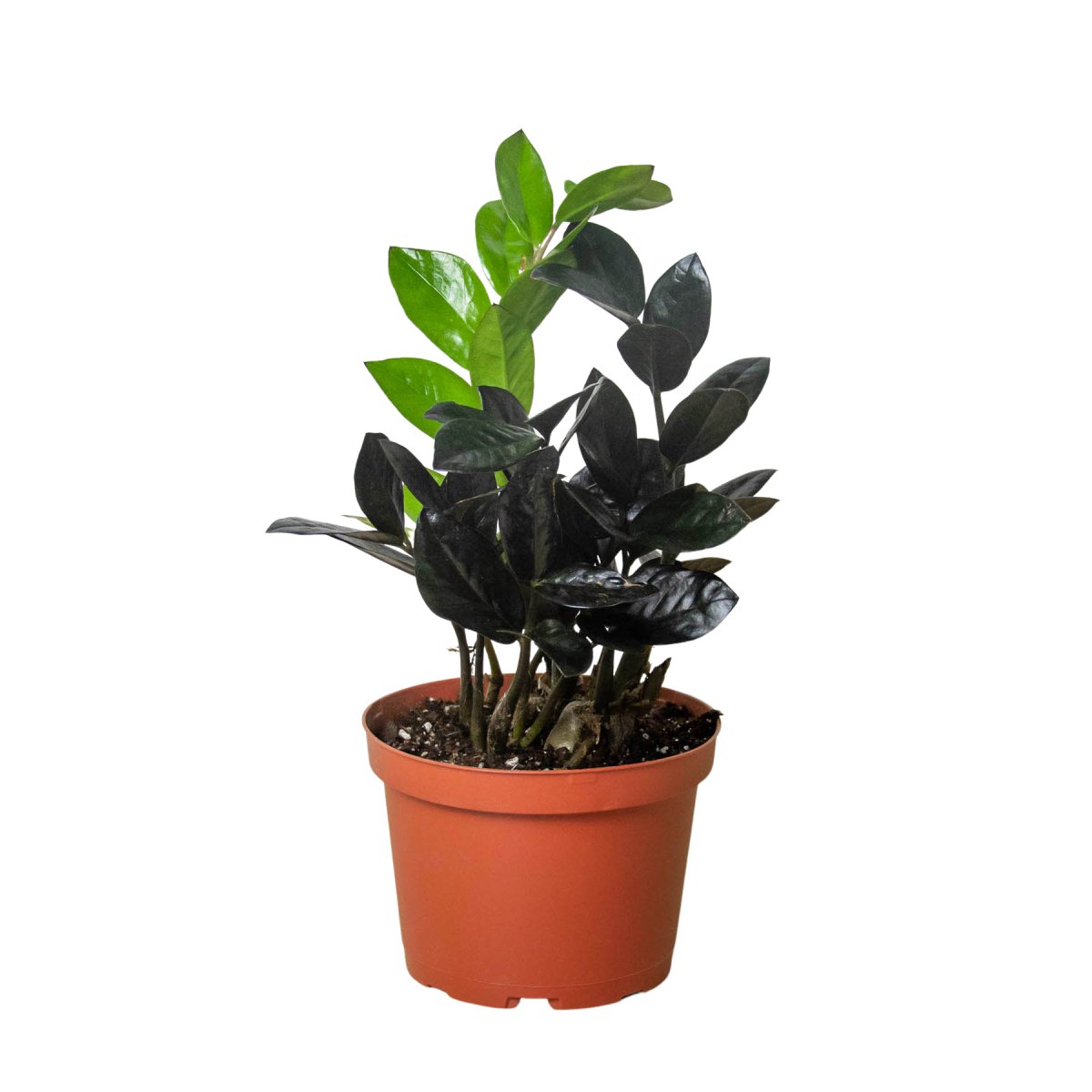 Zamioculcas 'Black Raven' Indoor Plant - Mental Houseplants™