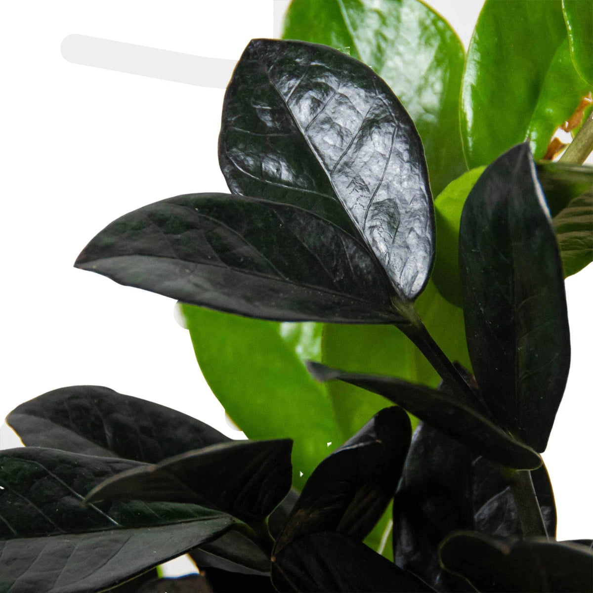 Zamioculcas 'Black Raven' Indoor Plant - Mental Houseplants™