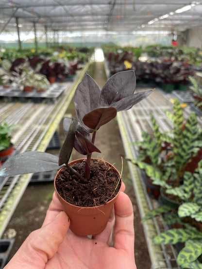 Zamioculcas 'Black Raven' Indoor Plant - Mental Houseplants™