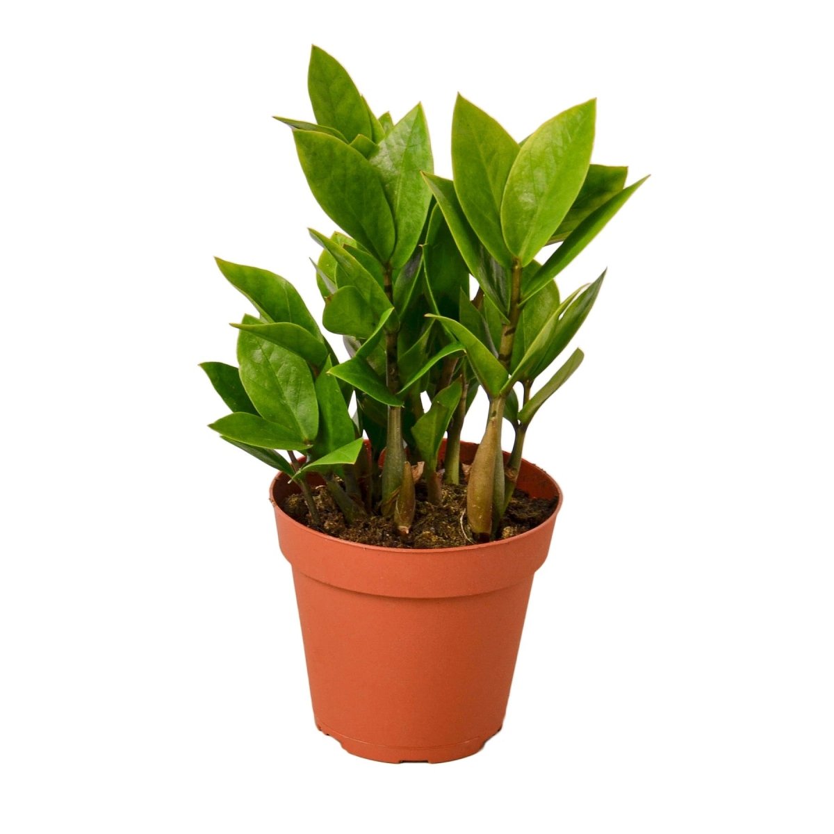 Zamioculcas 'ZZ Plant' Indoor Plant - Mental Houseplants™