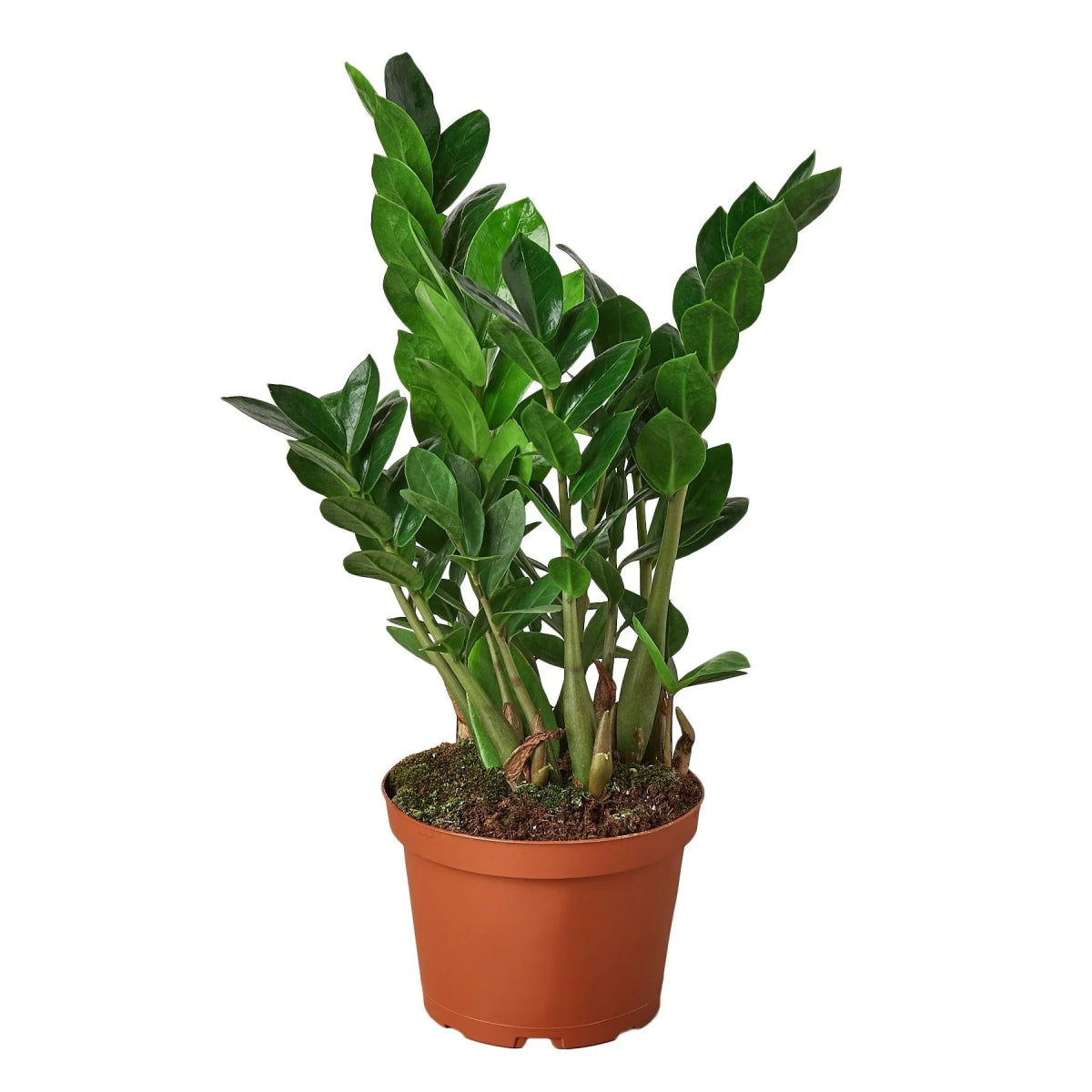 Zamioculcas 'ZZ Plant' Indoor Plant - Mental Houseplants™