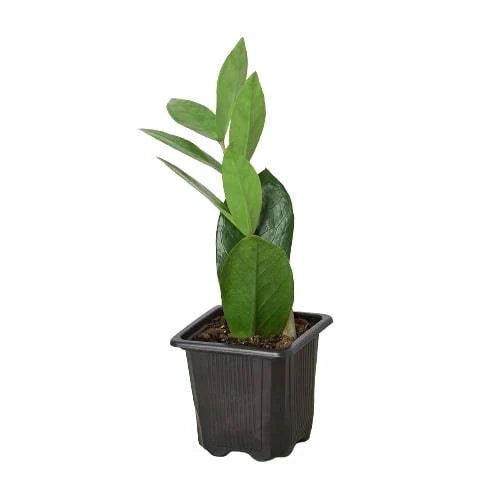 Zamioculcas 'ZZ Plant' Indoor Plant - Mental Houseplants™