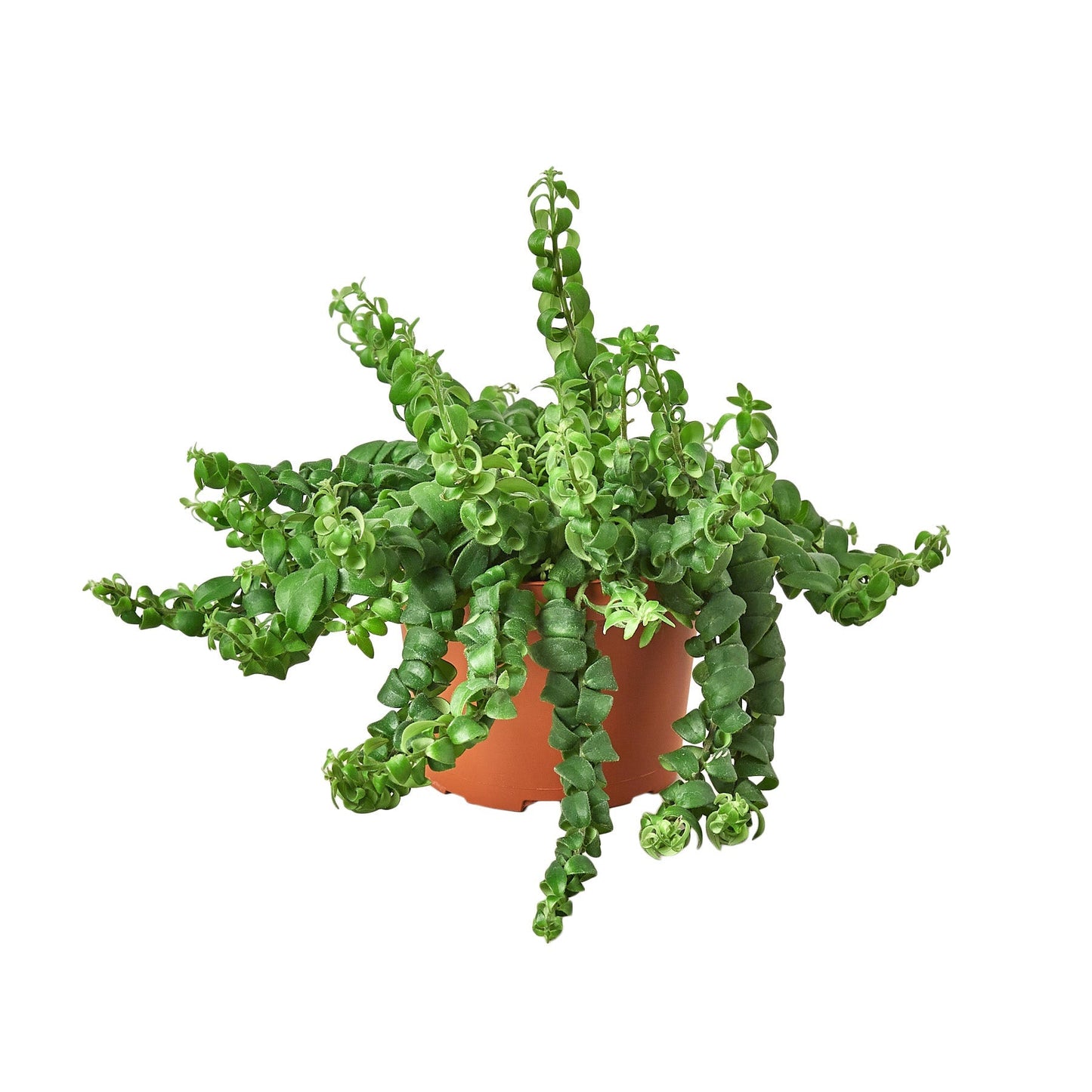 Aeschynanthus 'Curly Lipstick' Indoor Plant - Mental Houseplants™