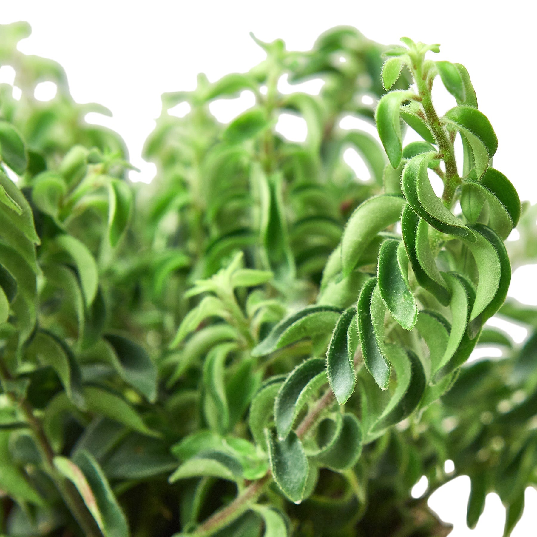 Aeschynanthus 'Curly Lipstick' Indoor Plant - Mental Houseplants™