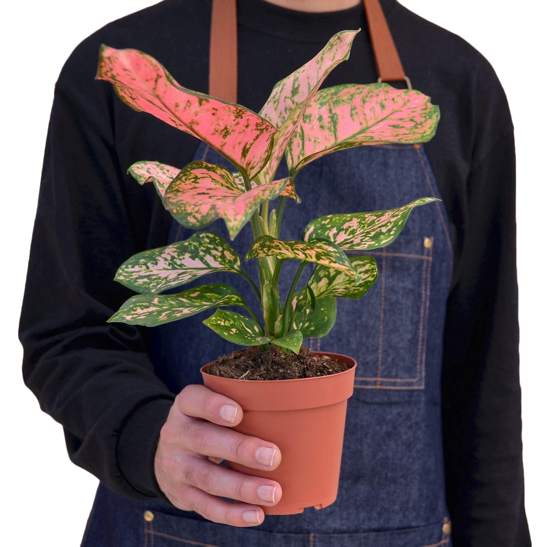 Aglaonema 'Lady Valentine' Indoor Plant - Mental Houseplants™