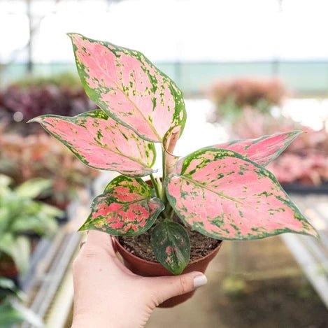 Aglaonema 'Lady Valentine' Indoor Plant - Mental Houseplants™