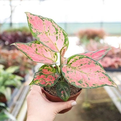 Aglaonema 'Lady Valentine' Indoor Plant - Mental Houseplants™