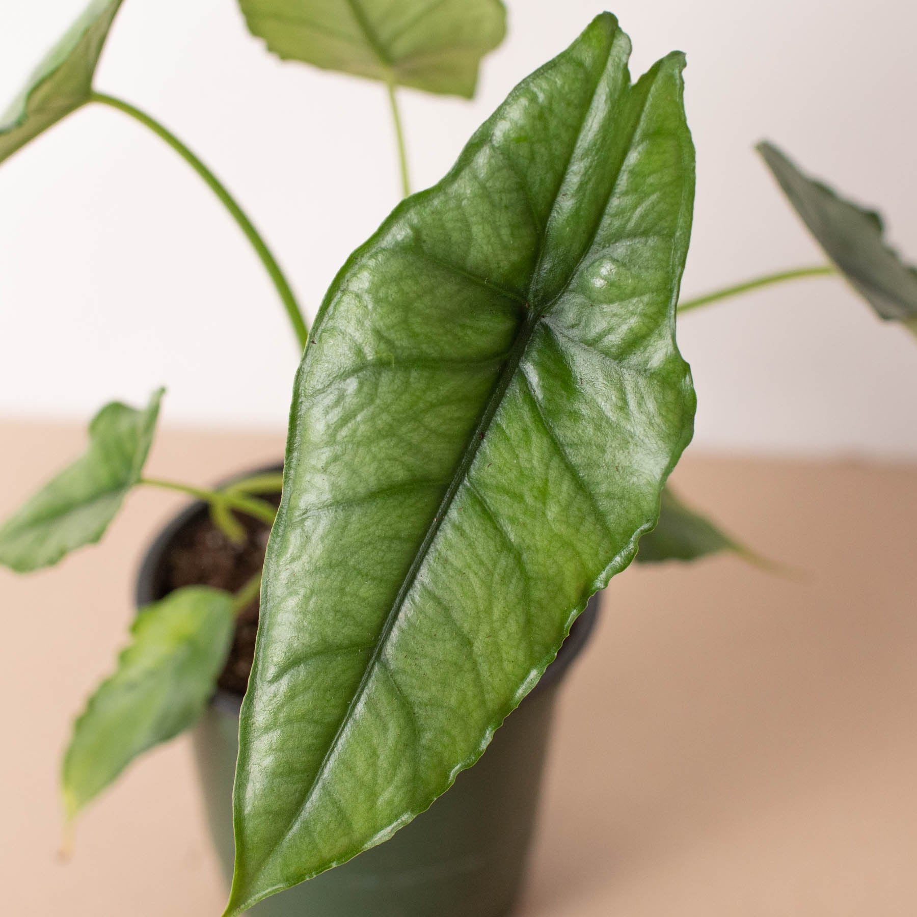 Alocasia 'Dragons Breath' Indoor Plant - Mental Houseplants™