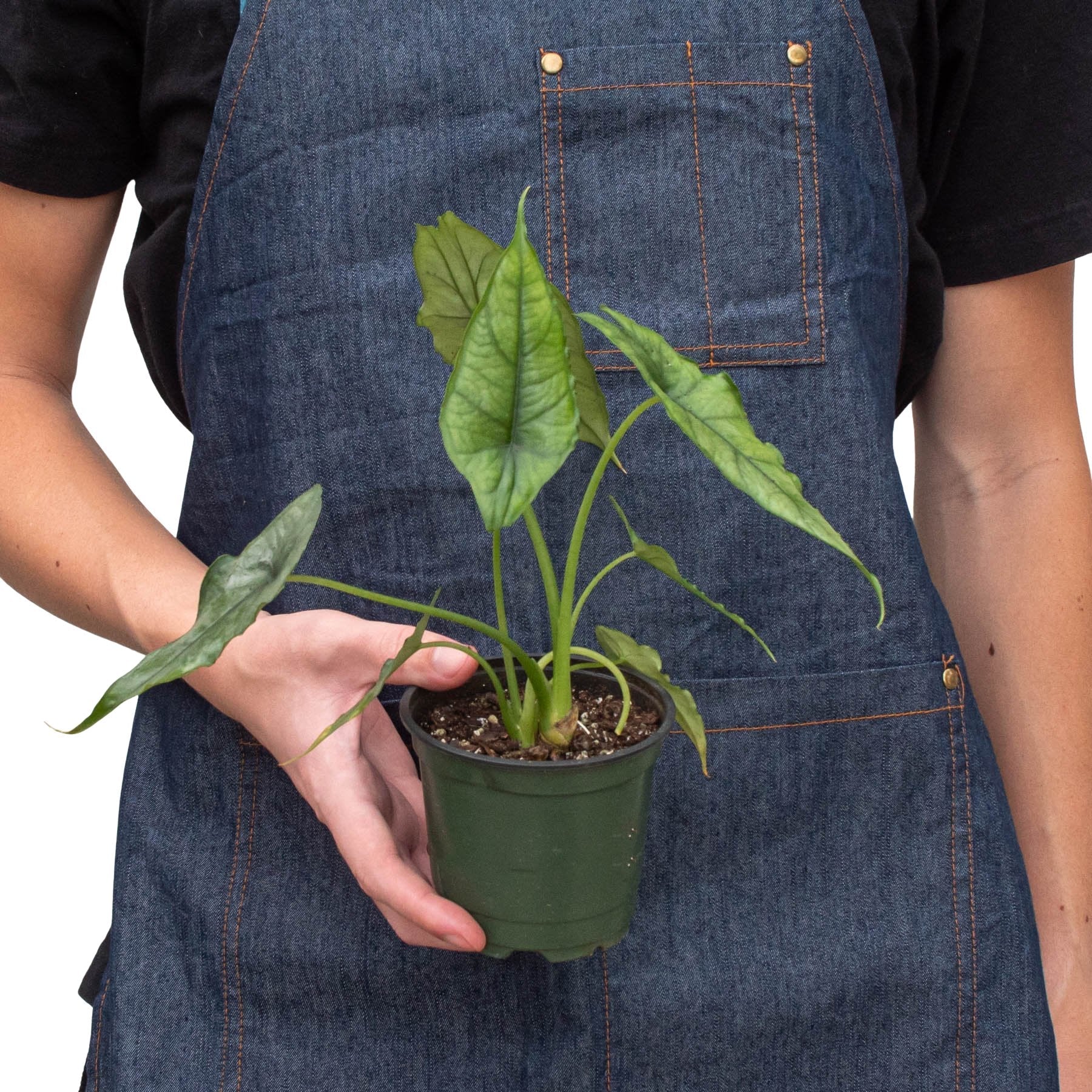 Alocasia 'Dragons Breath' Indoor Plant - Mental Houseplants™