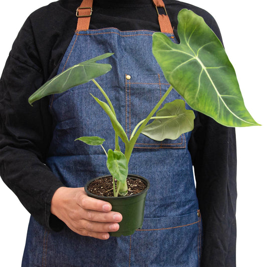 Alocasia 'Frydek' Indoor Plant - Mental Houseplants™