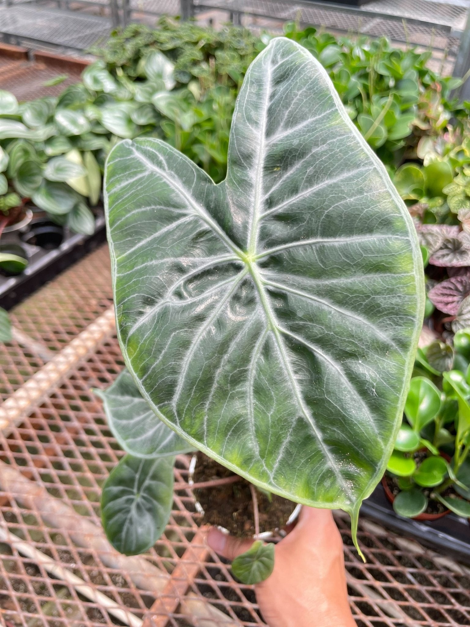 Alocasia 'Ivory Coast' Indoor Plant - Mental Houseplants™