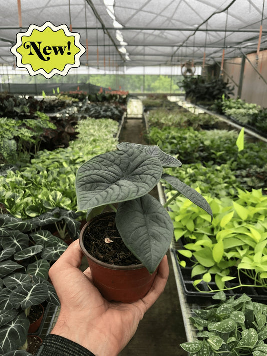 Alocasia 'Melo' Indoor Plant - Mental Houseplants™