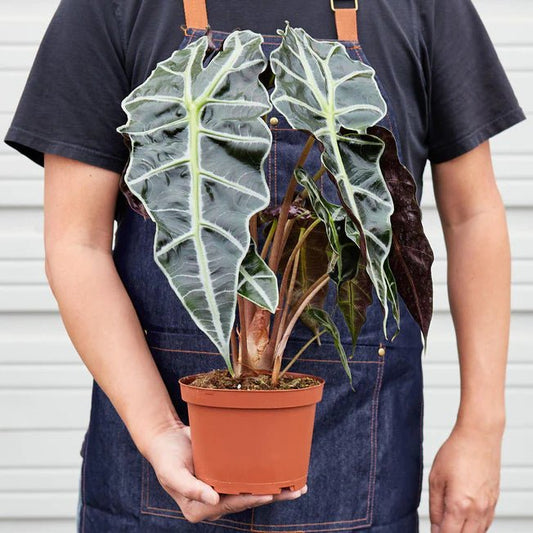 Alocasia Polly 'African Mask' Indoor Plant - Mental Houseplants™