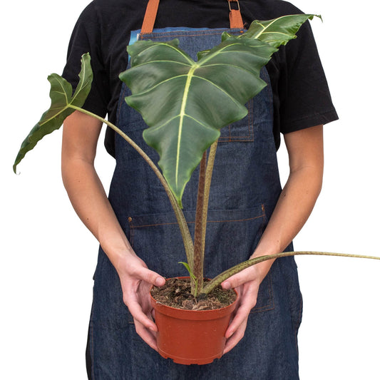 Alocasia 'Sarian' Indoor Plant - Mental Houseplants™