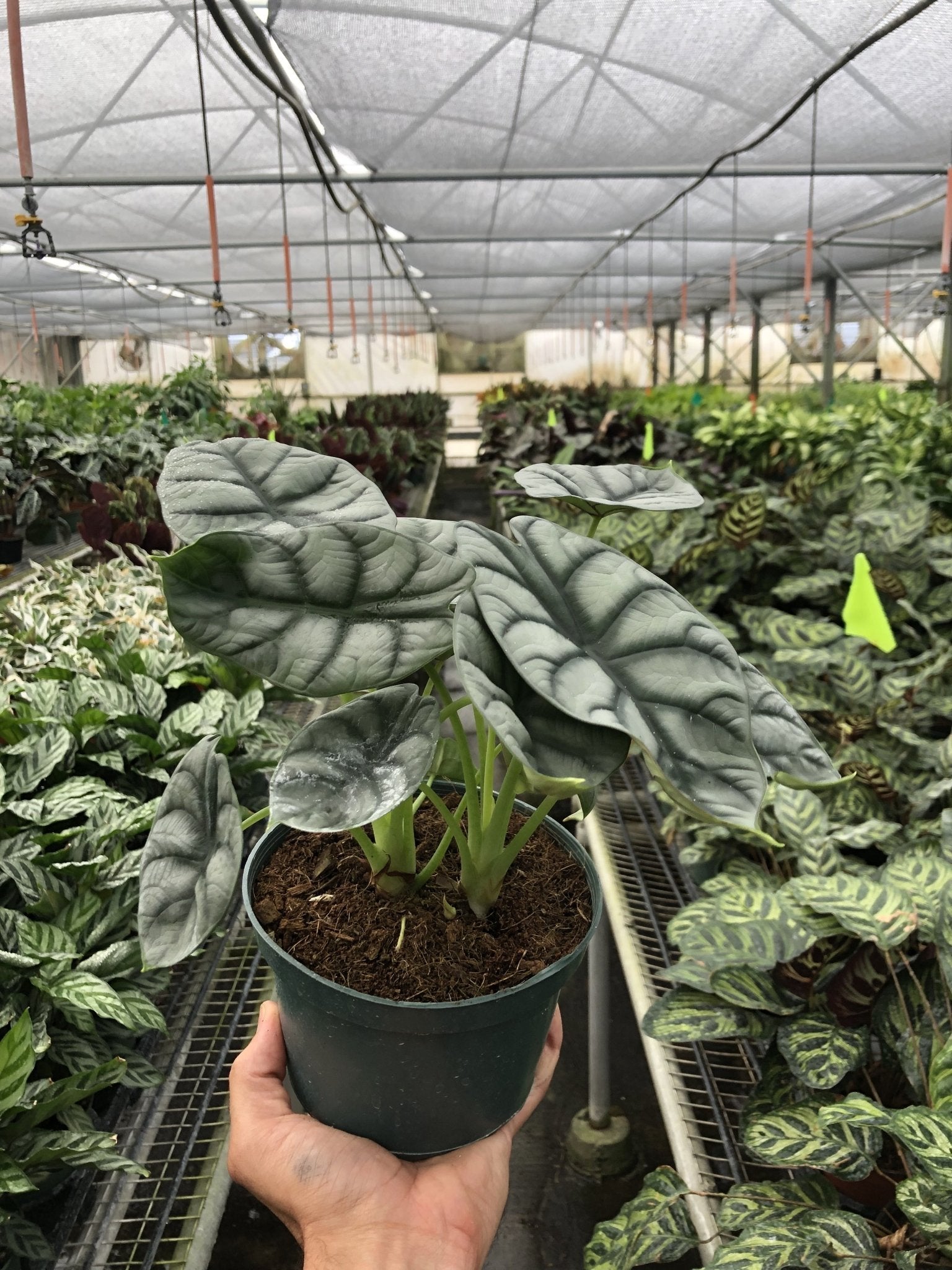 Alocasia 'Silver Dragon' Indoor Plant - Mental Houseplants™