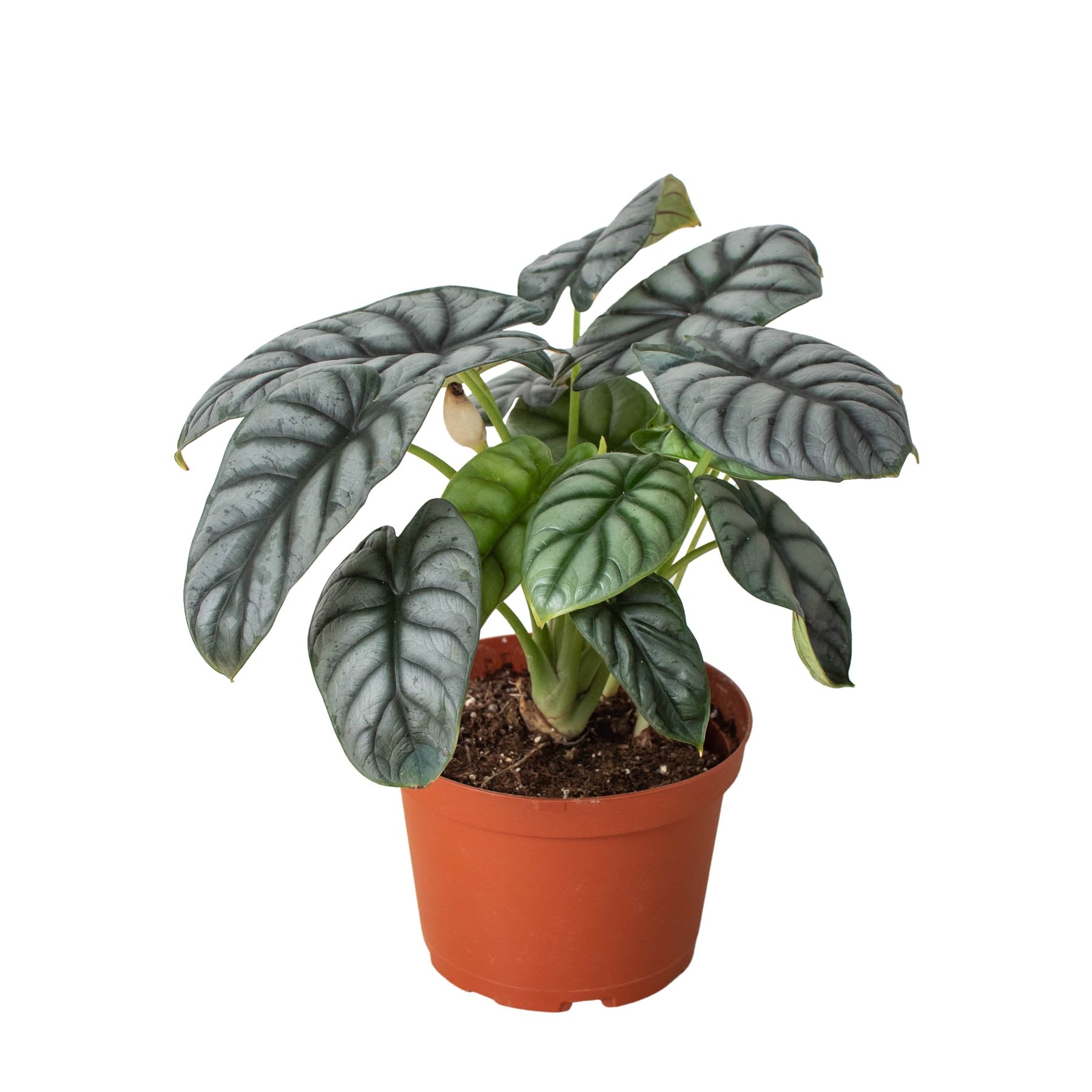 Alocasia 'Silver Dragon' Indoor Plant - Mental Houseplants™