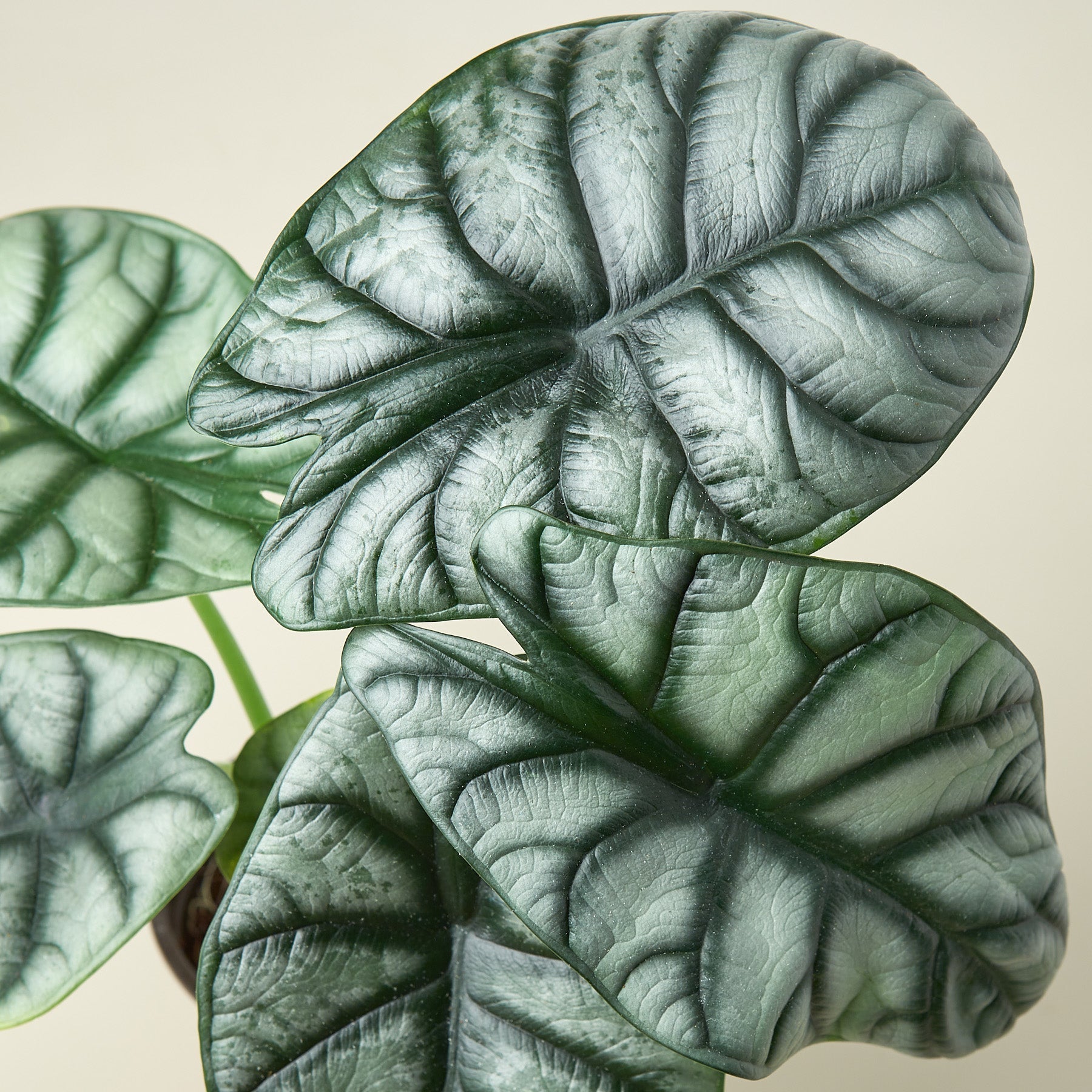 Alocasia 'Silver Dragon' Indoor Plant - Mental Houseplants™