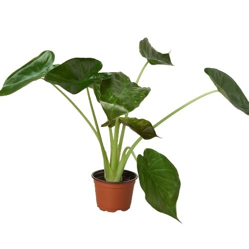 Alocasia 'Wentii' Indoor Plant - Mental Houseplants™
