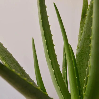 Aloe Vera Indoor Plant - Mental Houseplants™