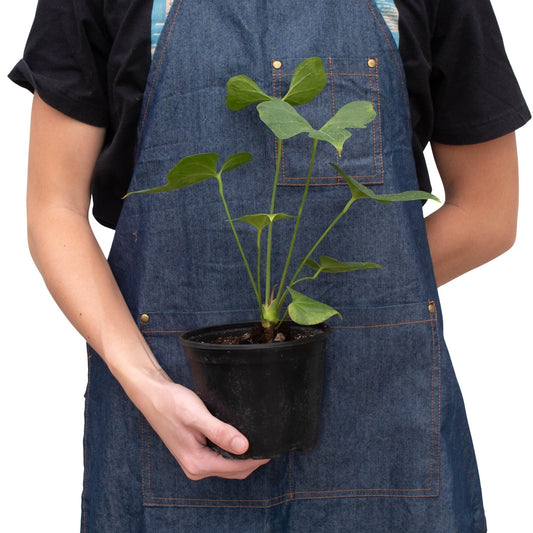 Anthurium 'Lacy Plant' Indoor Plant - Mental Houseplants™