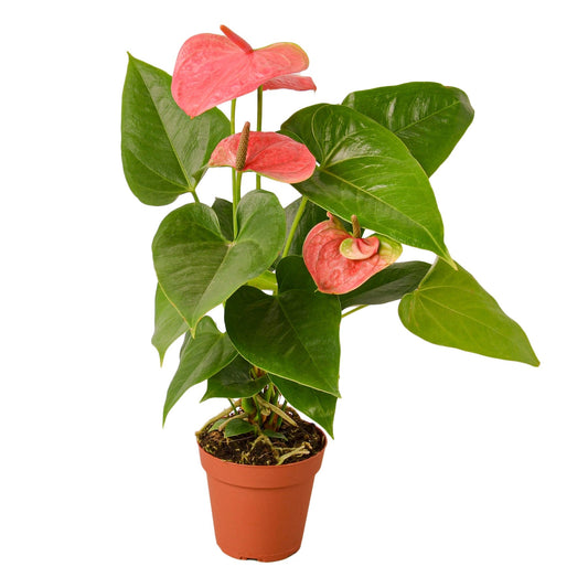 Anthurium 'Pink' Indoor Plant - Mental Houseplants™