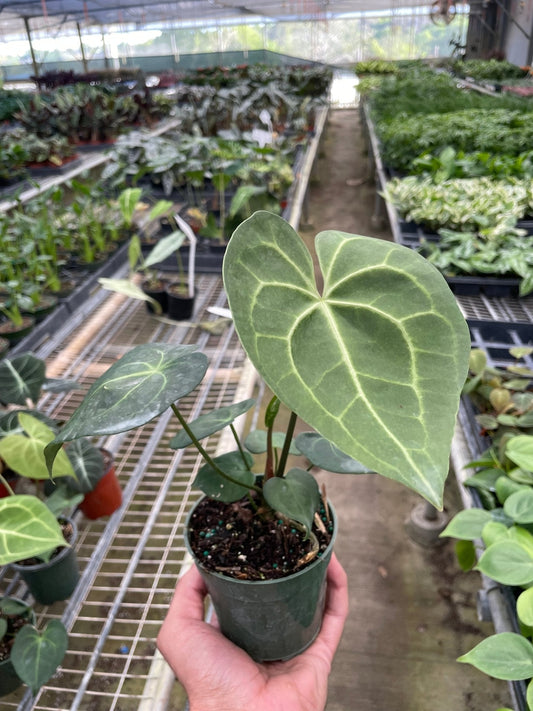 Anthurium 'Pterodactyl' Indoor Plant - Mental Houseplants™
