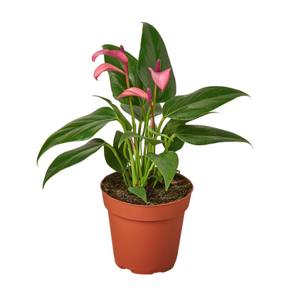 Anthurium 'Purple' Indoor Plant - Mental Houseplants™