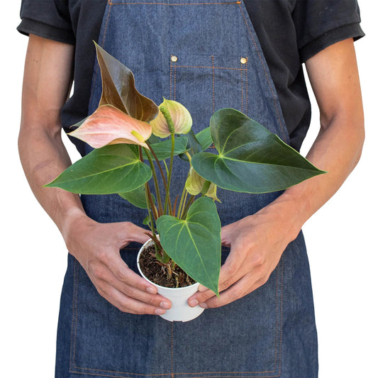 Anthurium 'Rainbow Champion' Indoor Plant - Mental Houseplants™