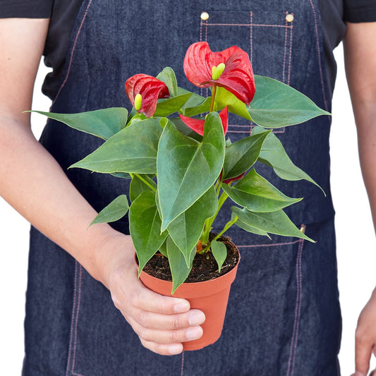 Anthurium 'Red' Indoor Plant - Mental Houseplants™