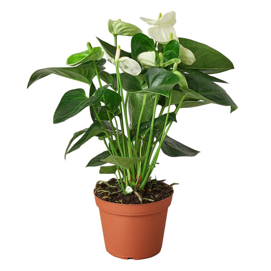 Anthurium 'White' Indoor Plant - Mental Houseplants™