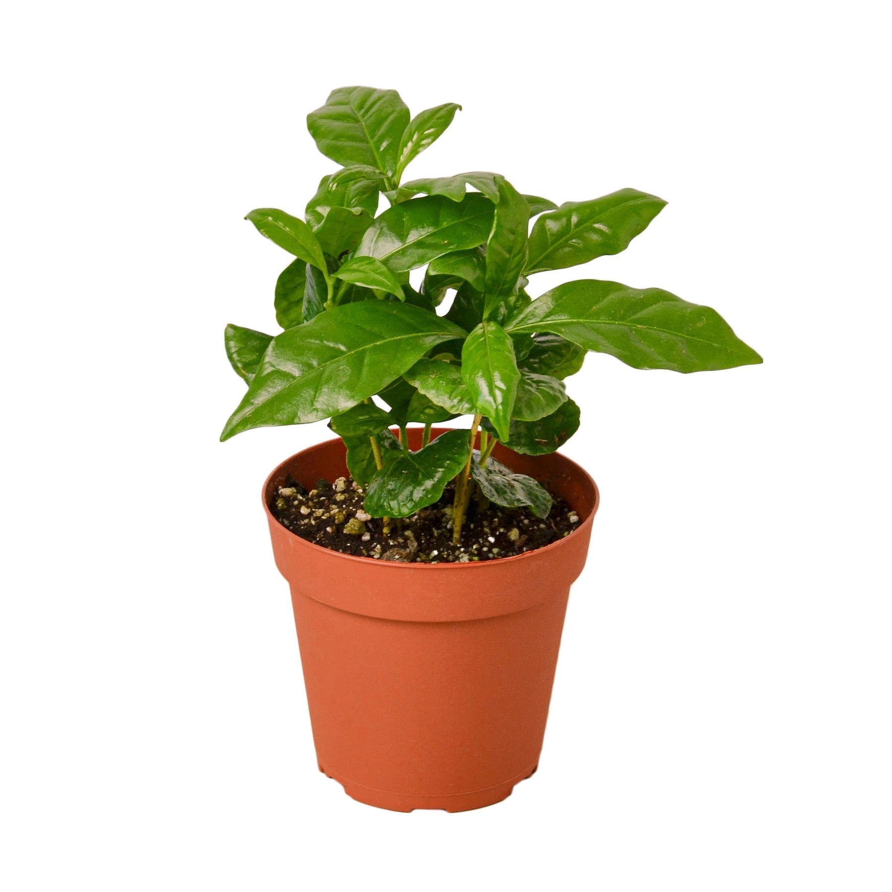 Arabica Coffee Indoor Plant - Mental Houseplants™