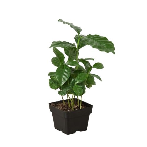 Arabica Coffee Indoor Plant - Mental Houseplants™