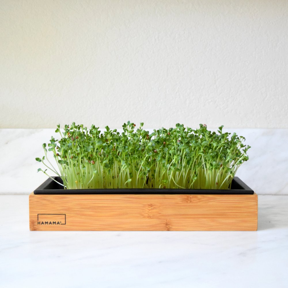 Bamboo Frame Indoor Plant - Mental Houseplants™