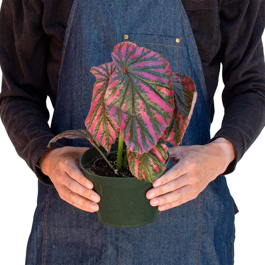 Begonia 'Exotica' Indoor Plant - Mental Houseplants™