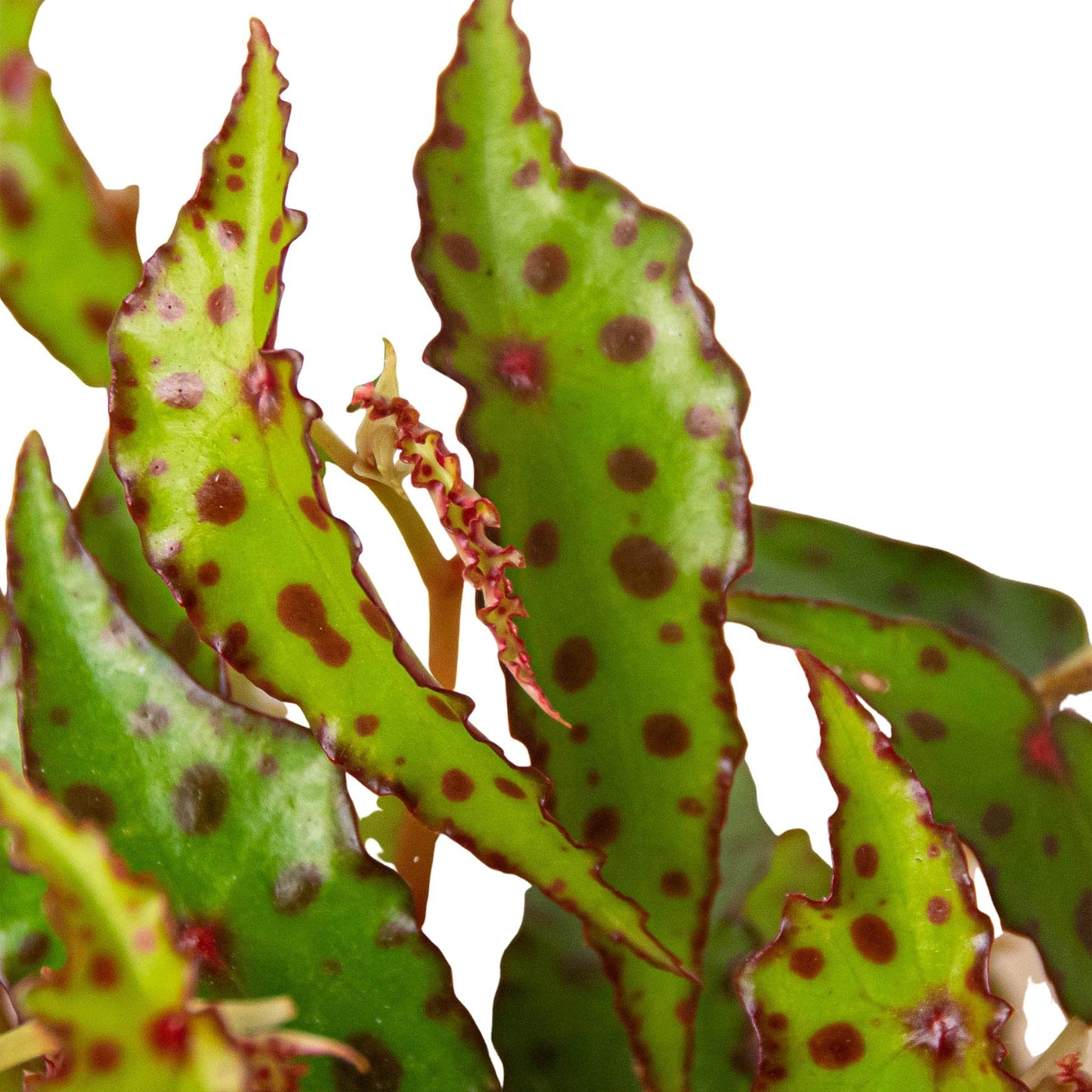 Begonia 'Pink Spotted' Indoor Plant - Mental Houseplants™